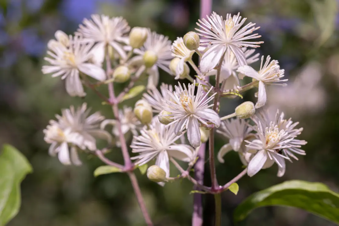 Gemeine Waldrebe (Clematis vitalba) [1]